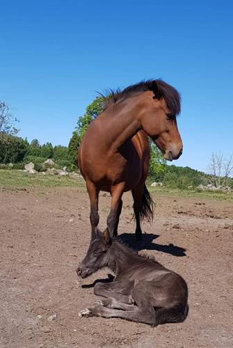 Ljufa och Limra
